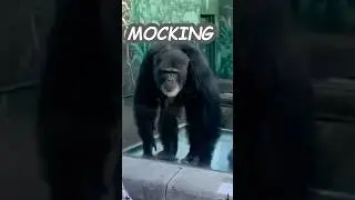 Monkey moments that made me laugh part 2 #funny #monkey #shorts