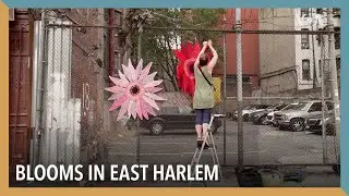 Blooms in East Harlem | VOA Connect