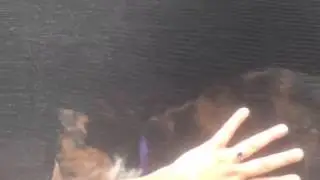 Strange cat moments