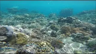 catch fish using nets around coral reefs - daily activity sea ​​coast people