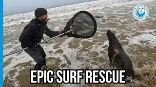 Epic Struggle: Rescuing a Massive Bull Seal