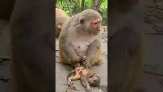 mother monkey is crying for her dead baby | monkey crying sound