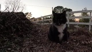 Cat sniffing leaf mulch