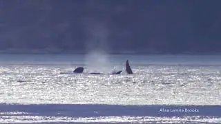 Bigg's killer whales: T2Cs, T37As, T99s - Admiralty Inlet - Mar 17, 2018