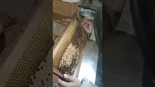 Larves de Scutellata