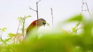 white-browed coucal's bubbling call! (Centropus superciliosus) -- WFC