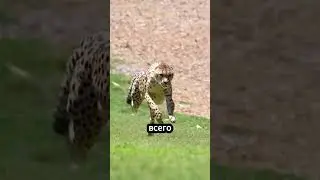 Эта собака быстрее гепарда! 🐶🐆💨 #факты