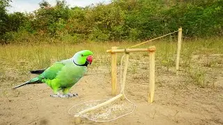 Simple Unique Parrot Bird Trap Using Wood / Easy Parrot Bird Trap