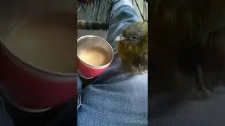 Green Pigeon Part 5