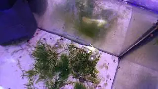 Fullgold Sunset Micariff Guppys(2)