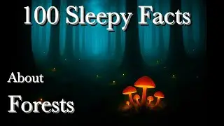 100 Sleepy Facts About Forests — Whispers of the Woods