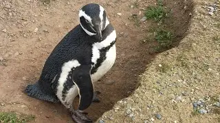 South Chile.The Magellanic penguins colony on the Magdalena island.