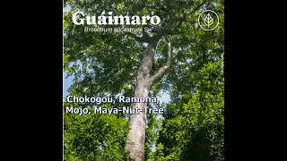 02 - Un proyecto de reintroducci&oacute;n del &Aacute;rbol Chokogou (Mojo-Gu&aacute;imaro-Ramona-Maya Nut Tree) en  Hait&iacute;
