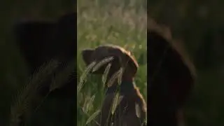 Walking Golden Fields with Beasley the Vizsla