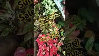 #gift #sundayspecial #sale video # shorys #trending # viral