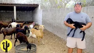 [VIDA NA ROÇA] Lulinha mostra a sua Diversidade de ANIMAIS no seu Sítio - Parte 03 🌵