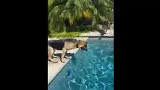German Shepherd Dives Into The Swimming Pool To Fetch His Toy
