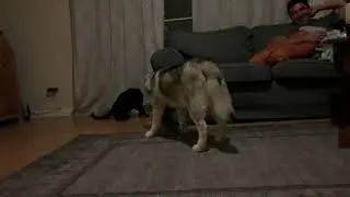 Attack Chase - husky and cat love story
