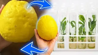 I Found GIANT Lemons in Mexico and You Won't Believe Their Size!
