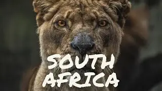 🆕south Africa Holidays 🏼👉 South Africa Safari Holidays 2021 Video