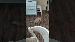 Шанти и Персик,#знакомство #sphynx #cat #kitten #канадскийсфинкс #animals #funny #my #love #live