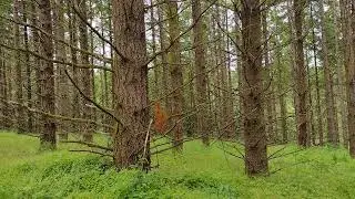 How A Stand of Timber SHOULD look after 1st & 2nd thinning. Beautiful Douglas Fir Forest.