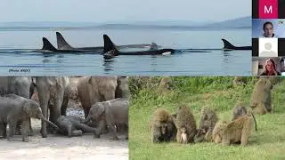 Kinship and Welfare: From the Wild to the Zoo with Dr  Emily Lynch
