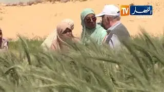 الوادي: نجاح تجربة الشيقم ..   زراعة إستراتيجية ومستقبل باهر