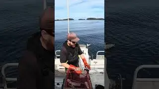 Cusk Caught! Tastes Just Like Lobster?