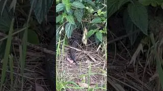 Unexpected Discovery in Wilderness: Utility Locator Unearths More Than Just Underground Utilities!😳🌳