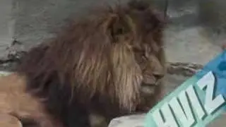 Sneezing Lion Shows Up The Panda!
