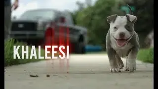 Texas Size Bullies | Young Guns (Trailer)