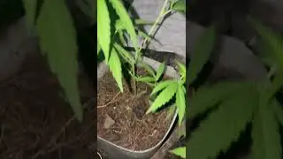 Outdoor Marijuana/ Cannabis Grow Guide 2025