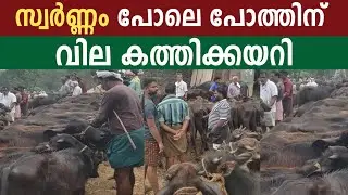 സ്വർണ്ണം പോലെ പോത്തിനും വില കത്തി കയറി 😆😆#simple_work യൂട്യൂബ് ചാനൽ