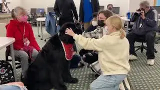 Adorable Therapy Dogs Visit Manchester Community College During Finals Week