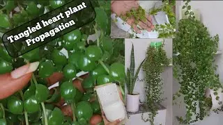 Tangled heart plant propagation | how to grow and care tangled heart plant | long hanging plants