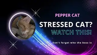 Keep Your Cat Happy! 😺 5 Ways to Beat Stress (From a Cat!)
