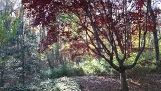 Baltimore Photographer Pretty Fall Trees
