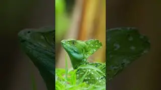 Animals of Costa Rica 🐸🦥 #urlaub #costarica #animals #reiseblogger #sloth #tucan #mittelamerika