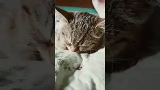 Сьогодні 1.26 #cute #funnycats #kitten #cat #music  #funny #animals #dembowseco #kitty