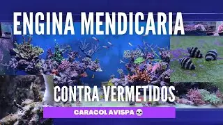 📌El ARMA secreta contra VERMETIDOS! - ENGINA MENDICARIA 🐌🐝