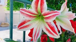 Hippeastrum vittatum. Flowers rather large, 6-tepalled. Tepals white striped with red.