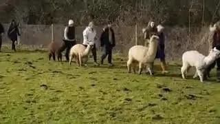 Alpaca Walking Hackbridge at Hensting Alpacas 07876234399 Alpaca Walking Hackbridge