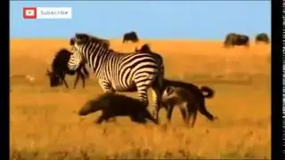 ZEBRA VS  HYENAS HD