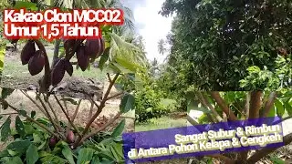 Kakao Clon MCC02 di Antara Pohon Kelapa dan Cengkeh  Pertumbuhan Rimbun dan Butuh Pemangkasan