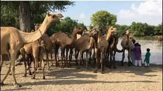 115 beautiful camels in Desert | Desert farming | camel farm | camel dance | camel farming