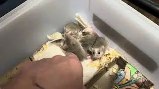 Отнятые африканские мягкие меха
