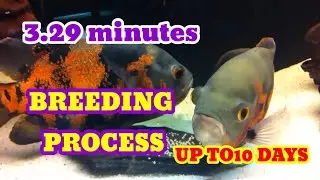 Oscarfish Complete Breeding process/In 3.29minute/Oscar Egg-laying In Aquarium Up to10 days(Hindi)