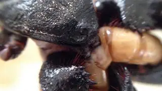 Giant Vinegaroon Eating Close Up