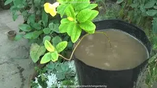 How to Care Allamanda Plant 🌼 | Yellow Summer Flowering Plants Care Guide